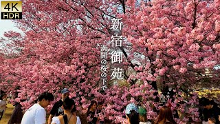 【4K HDR Cherry blossoms】 Eternal Spring Under a Canopy of Cherry Blossoms in Full Bloom.