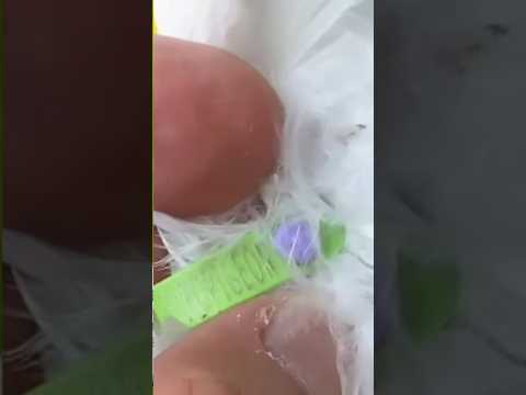 سعر الحمام اللاحم الفرنسى البيور بختم الشركة الفرنسية