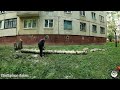 2 берези на видалення