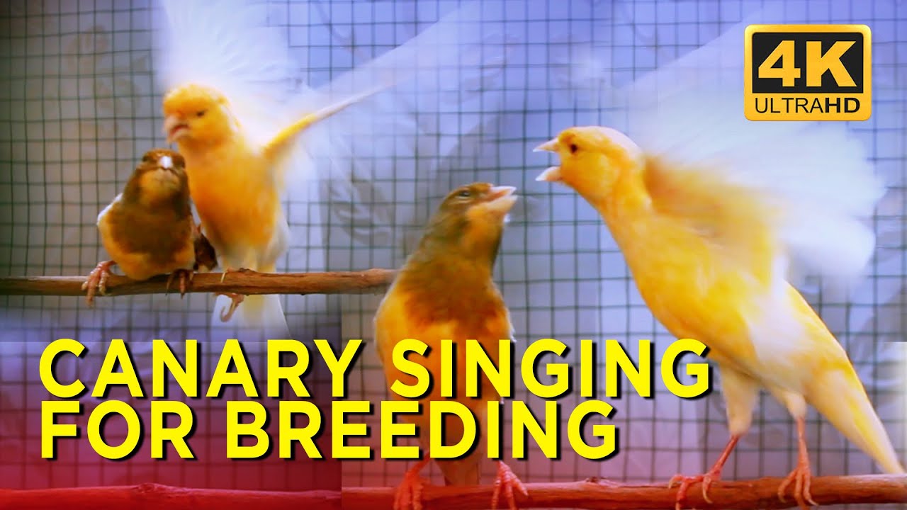 Perilaku Nyeleneh Burung Wiwik Kelabu Atau Burung Kedasih Pasek News