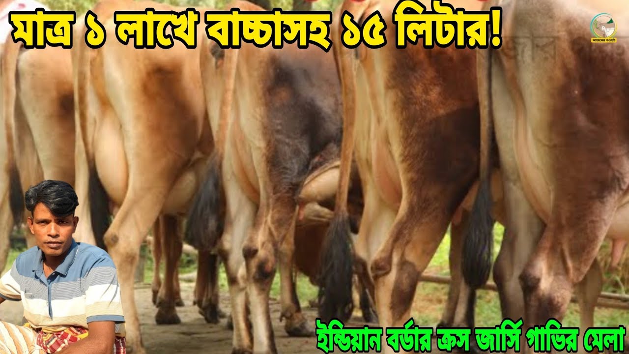মাত্র ১ লাখ টাকায় শাহিওয়াল বাচ্চাসহ ১৫ লিটার জার্সি গাভী ও ১৩৫ এ বাচ্চাসহ ১০-২০ লিটার দুধের গাভী। 