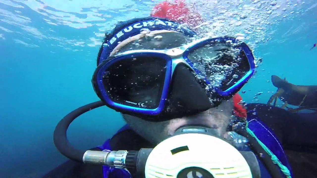 ABALONE DIVING WITH THE SEALS IN MELBOURNE AUSTRALIA YouTube