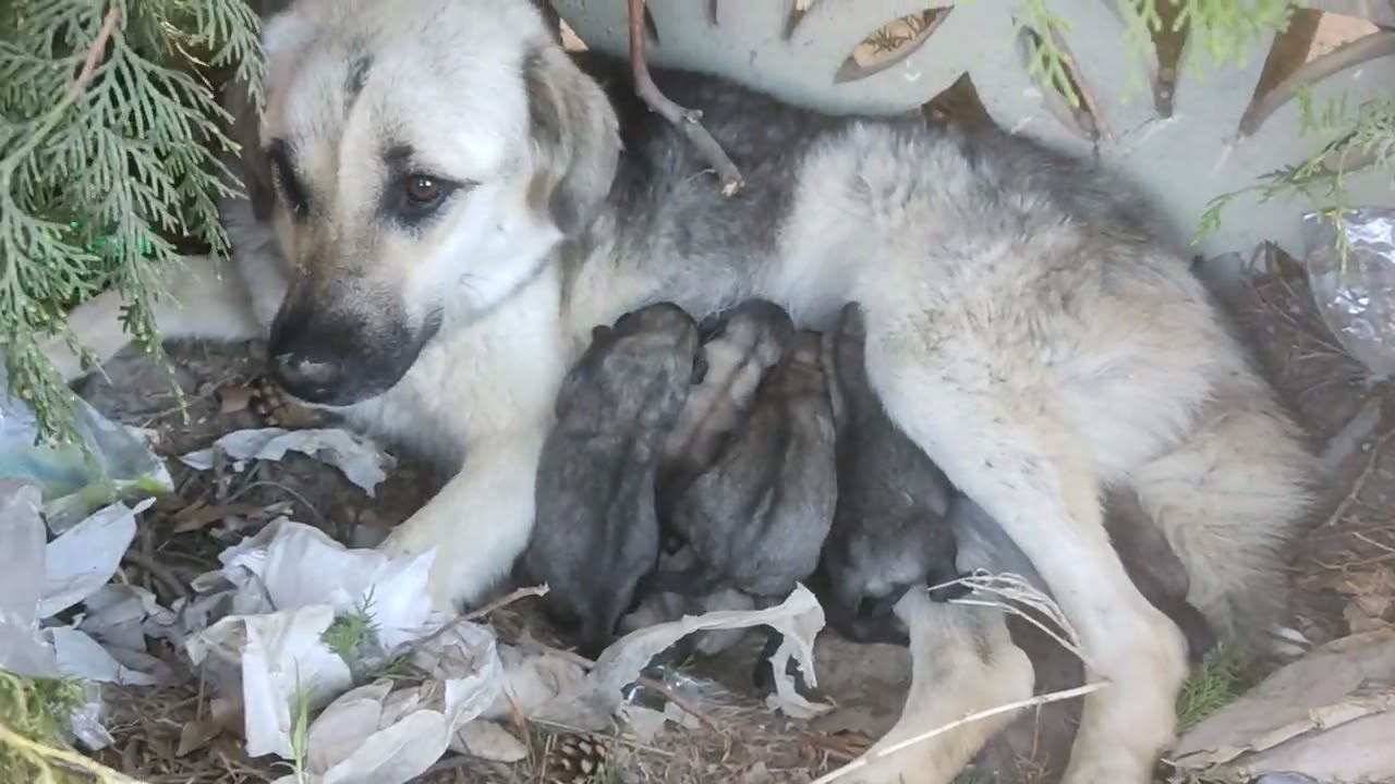 Anne köpek ve yavrularının masumiyeti YouTube