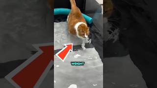 WHEN FAT CAT can't Walk 😁 #Shorts