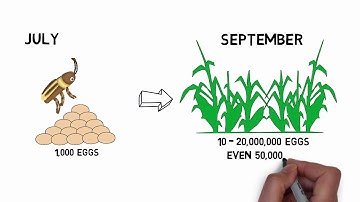 An Introduction to Corn Rootworms