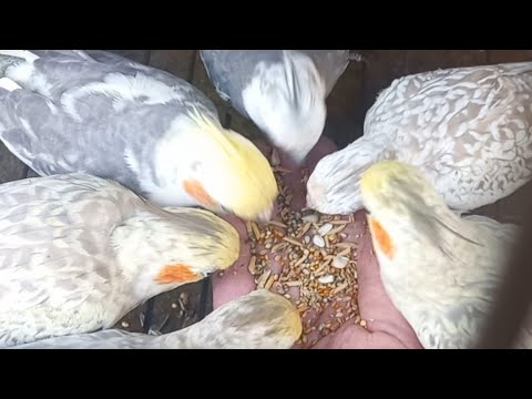 Building a Strong Bond with Your Pet Birds: Tips for a Feathered Friendship