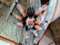 Thork&#39;s Birdeaters. Brachypelma Boehmei Adult Female goes home.