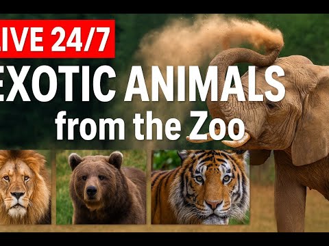 LIVE 24/7 🐘 Wild Animals in Action — Relax & Watch Zoo Life