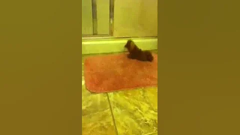 Poppi the dog part one