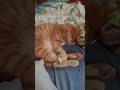 my sweet little kitty bito taking a nap #cute #nap #kitty #sweet