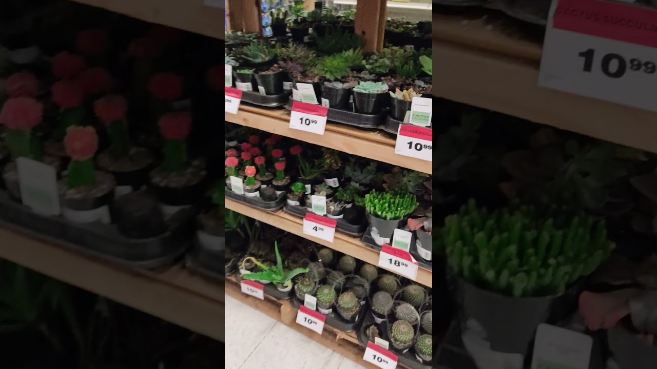 Holiday Canadian Tire Shopping , Christmas Bonsai  , Surrey , BC, Canada 