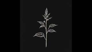 Ashwagandha — An Indie Folk-Pop Song to Learn the Herb | Musica Medica