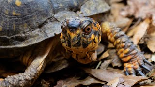 With renovations progressing, Three Lakes Nature Center looks to re-emerge from shell in late summer