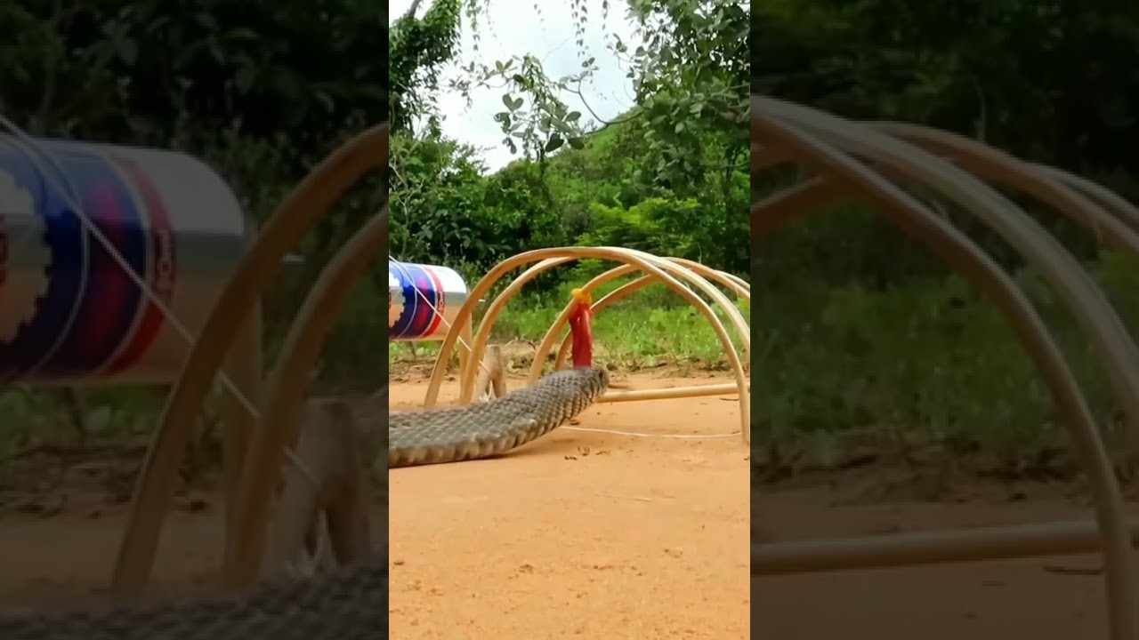 Primitive technology - Easy Snake Trap Using​ Wood Cutting Tools Catch Big Snake in Hole