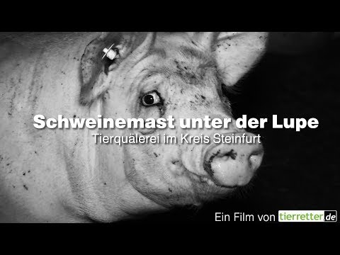 Schweinemast unter der Lupe - Tierquälerei im Kreis Steinfurt // tierretter.de