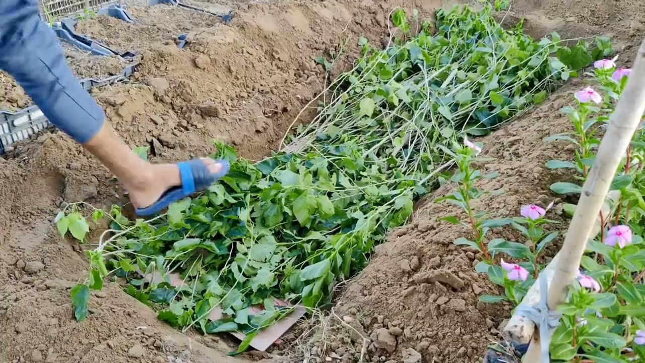 This Ancient Method Turns DEAD Soil into Super Microbe-Rich Soil! (Plants Will Thank You!)