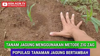 TANAM JAGUNG MENGGUNAKAN METODE ZIG ZAG POPULASI TANAMAN JAGUNG BERTAMBAH