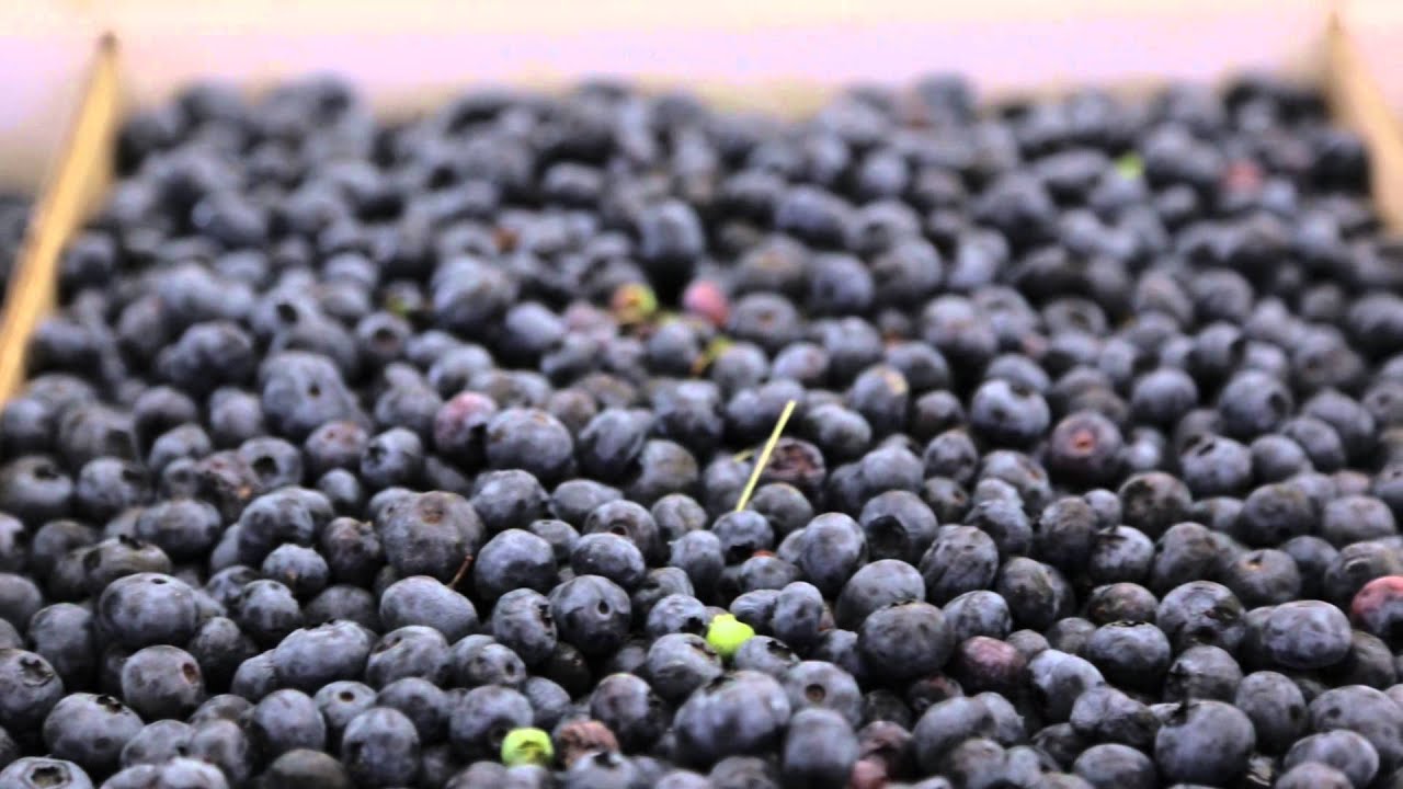 Ashcroft Desert Hills Ranch and Farm Market YouTube