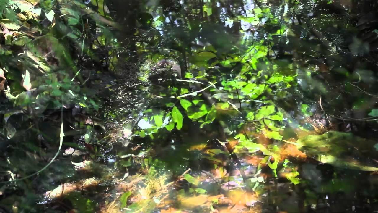 Flash edit   Congo experience