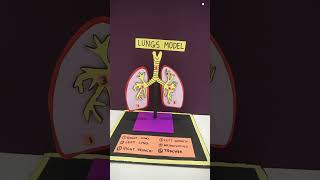 Human Lungs 3D Model | DIY Respiratory System Project | School Science Exhibition Idea | 3D Lungs