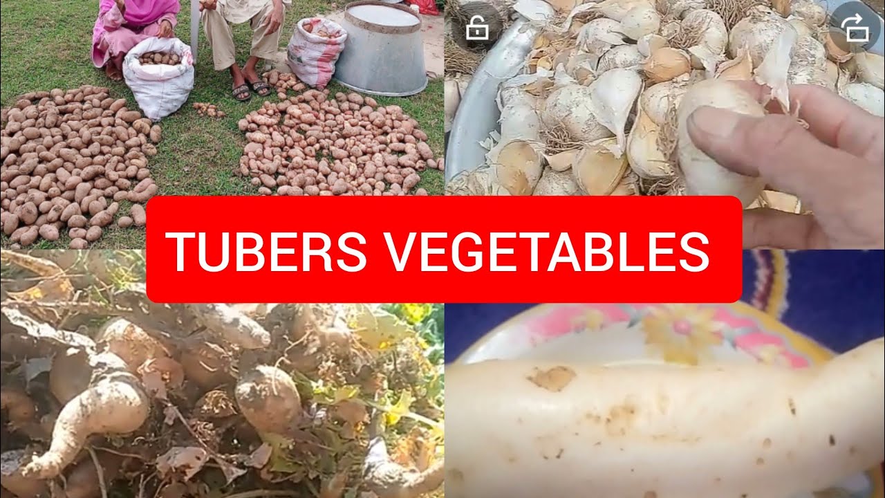 Examples of tubers vegetables.Underground stems . YouTube