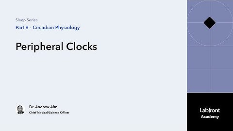 Sleep 8.3 | Peripheral Clocks: Synchronizing the Body Beyond the Brain