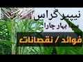 Advantage and disadvantage of napier grassnapier grass | napier grass uses | napier ghas