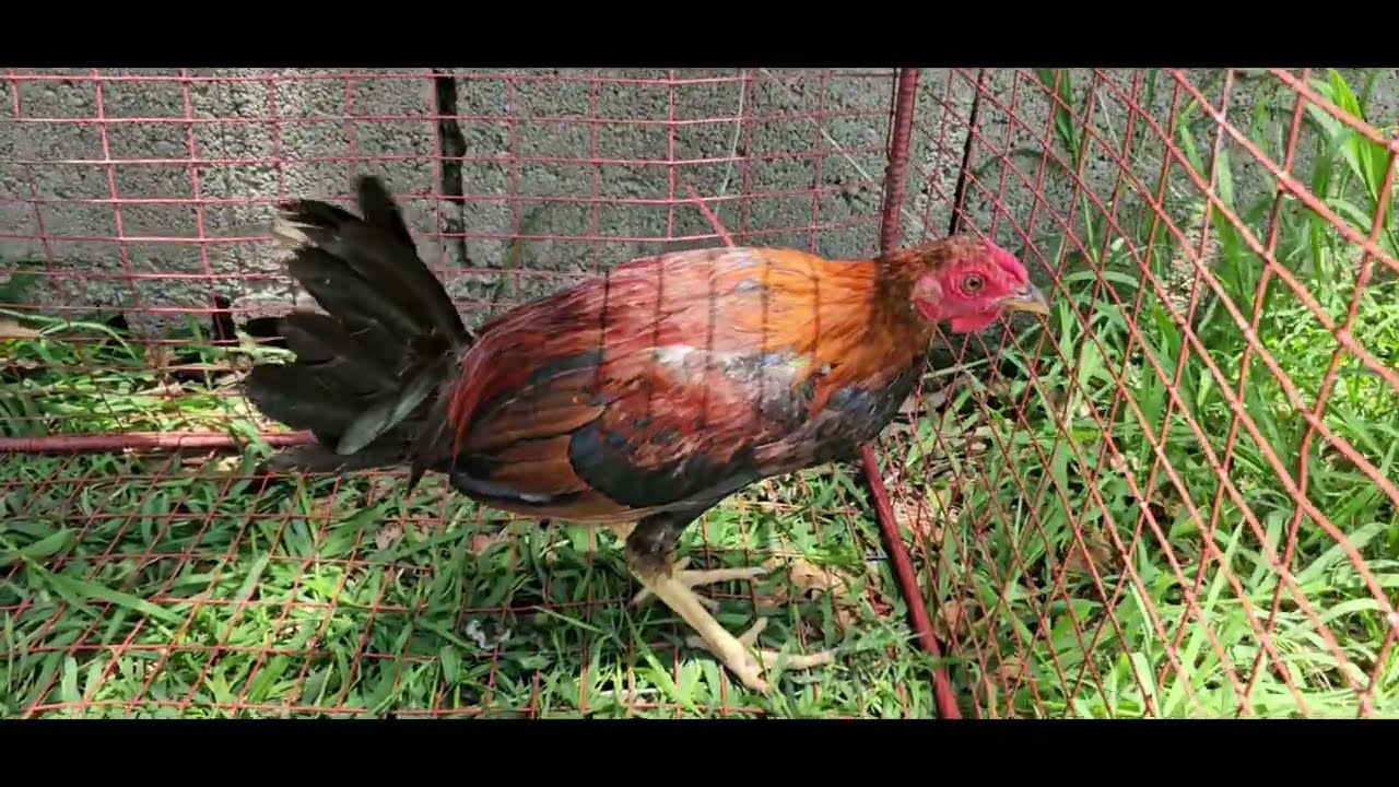 POLLOS AL MARCAJE DE ANYELI ROSA CONTACTO AL 