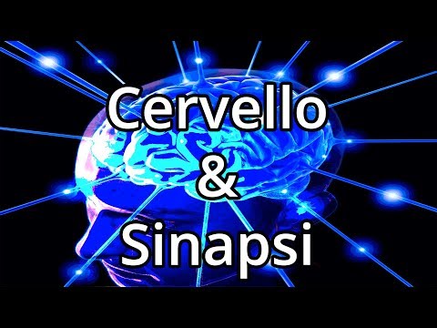 Video: Le Alterazioni Della Sinapsi Precedono Il Danno Neuronale E La Patologia Da Accumulo In Un Modello Organoide Cerebrale Umano Di Lipofuscinosi Neuronale Neuronale CLN3-giovanile