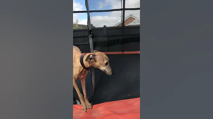 MY INTRO! #whippet #whippetsofinstagram