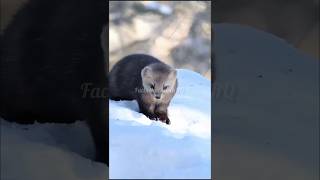😱 Cute Dikhta Hai. Lekin Ye Animal Seconds Mein Shikaar Khatam Kar Deta Hai! | Stoat: #viral #shorts