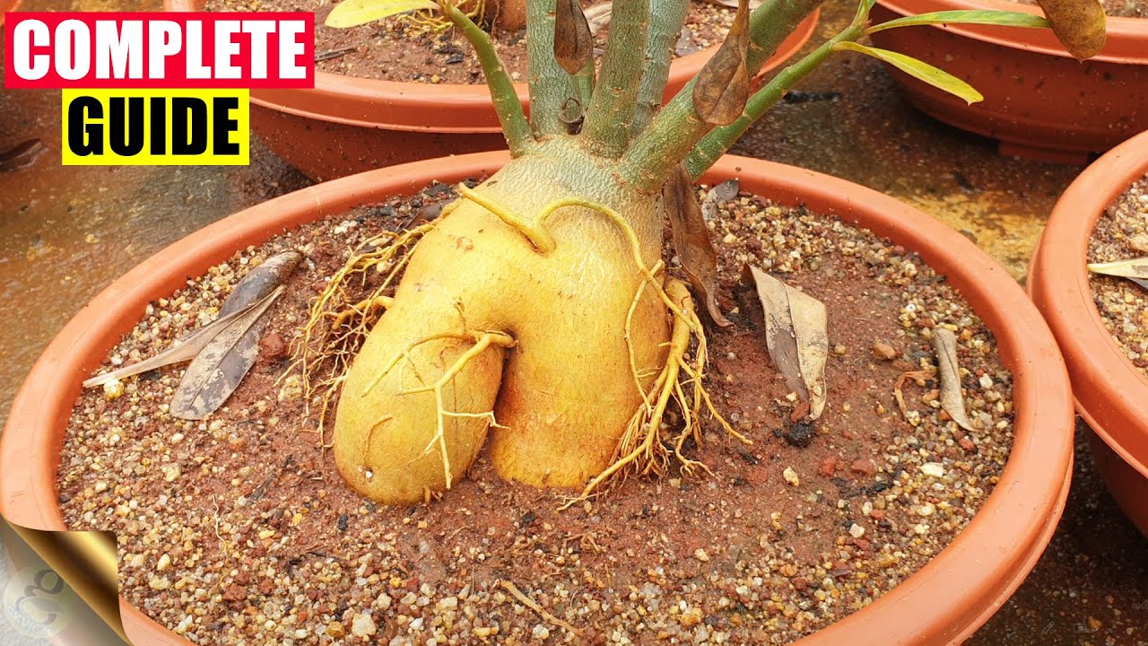 Ultimate Guide: How to Care for Adenium Plant 