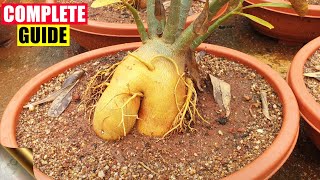 COMPLETE GUIDE TO GROWING ADENIUM – THE DESERT ROSE | CARE TIPS, TRICKS, SEEDS, CAUDEX screenshot 4