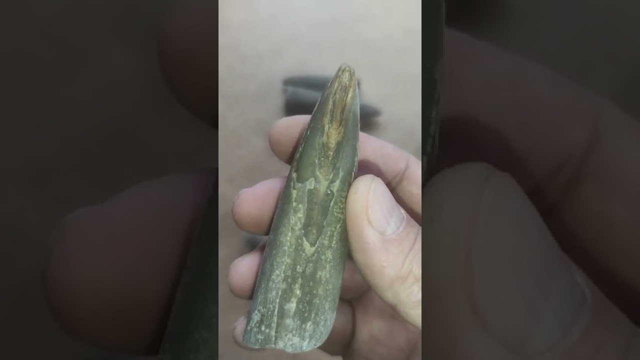 Белемниты. Древние кальмары. Окаменелости. Хобби, коллекционирование.