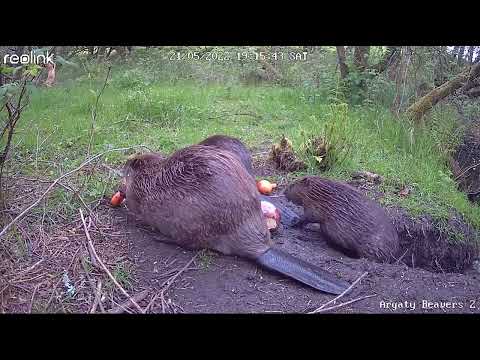 Scots conservationist "delighted" after discovering death row beaver is pregnant