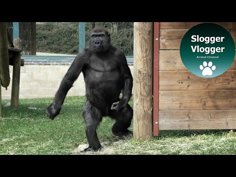 Twycross Zoo Gorilla Family After The Lockdown