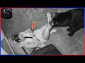 Incredible Moments Caught on Camera