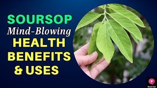 Mind-Blowing Health Benefits Of Soursop Leaves |Boost Immunity, Fight Cancer, and More! |BlissedZone