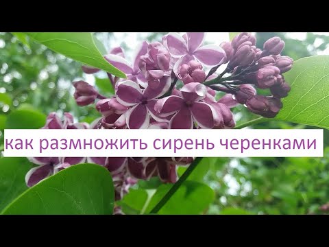 Как укоренить сирень из ветки в домашних условиях