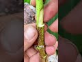 The Secret Method to Grow Apples &amp; Cherries Together Fast