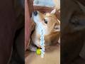 ママとののどかなお昼寝タイムを邪魔されて不満が顔に出る柴犬てぃーだ #柴犬 #柴犬てぃーだ #shibainu