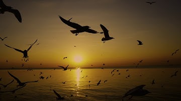 86. At-Tariq, Svenska, Hazza Al-Balushi, سورة الطارق