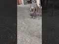 Küçük köpek #dog #dogs #dogshorts #shortvideo #videos #video #viral #viralvideo #shorts #short