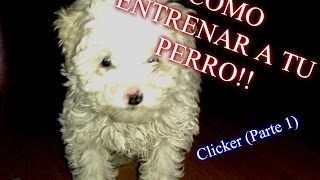 Como entrenar a tu perro  Adiestramiento con Clicker (Parte 1)