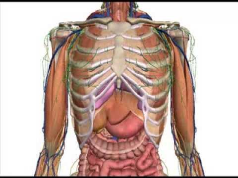 ems-study-help-|-rib-anatomy