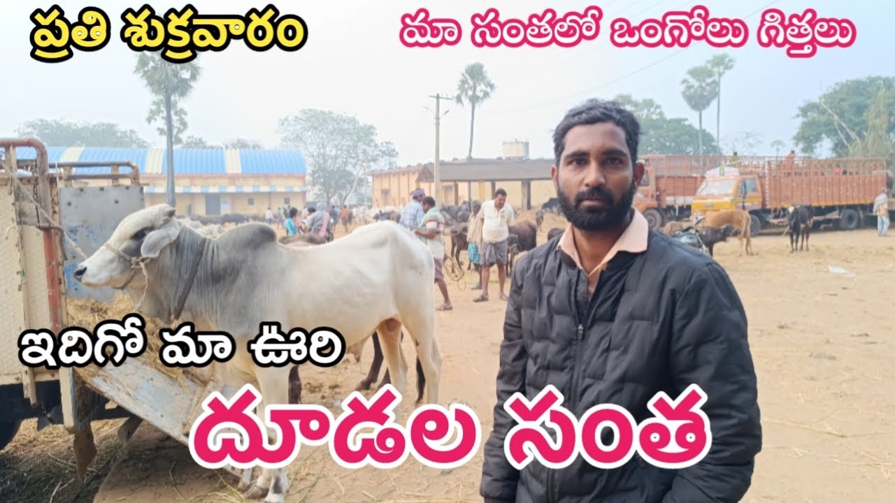 Рынок буйволов в Джангареди | Информация о буйволах в Джангареди #буйволы #фермерство #информация