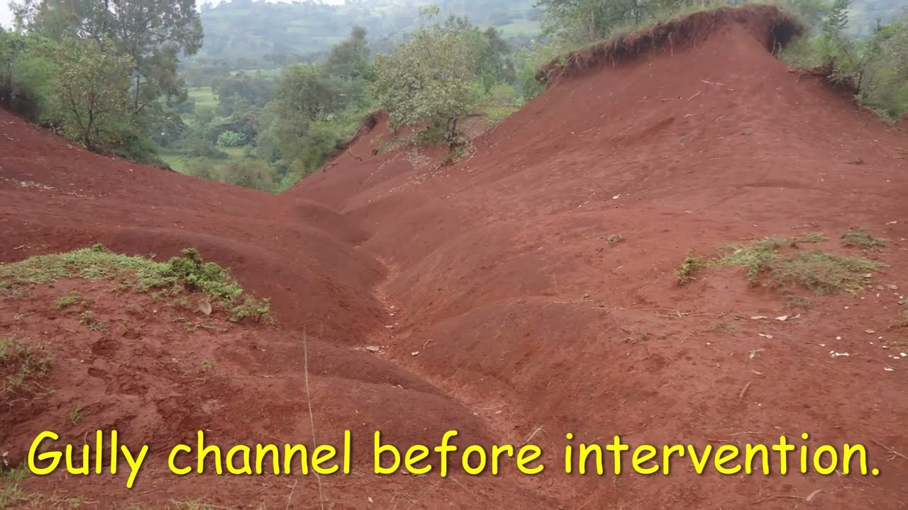 Vetiver System for gully erosion rehabilitation 2022