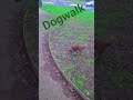 nice walk with Jake #puppy #dogvideos #dogshorts #dogwalk