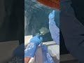 【海釣り】ルアーで変な魚釣れたんだけどマジで何これwww【教えて】