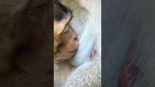 Oh Mommy He Got Nurse Milk The Baby Vero Monkeys